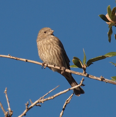 [On the bare section of a branch of a tree sits a brown and light-grey striped bird who's facing the right.]